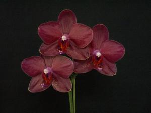 Phalaenopsis Katherine Norton