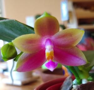 Phalaenopsis Trinity's Girl