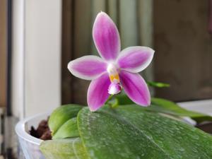 Phalaenopsis Vinh Long Red Sun