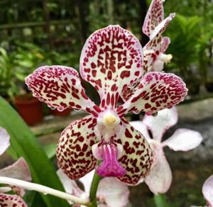 Vanda Blooms of Yuhua 2018