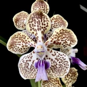 Vanda Blooms of Yuhua 2018