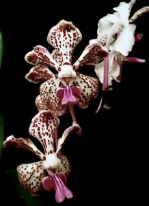 Vanda Blooms of Yuhua 2018