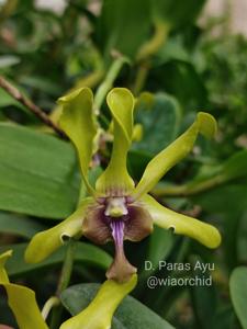 Dendrobium Paras Ayu