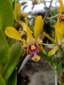 Dendrobium Paras Ayu