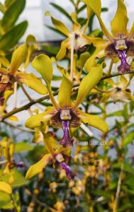 Dendrobium Paras Ayu