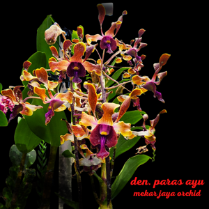 Dendrobium Paras Ayu