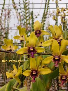 Dendrobium Paras Ayu