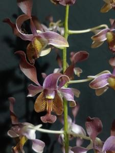 Dendrobium Paras Ayu