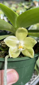 Phalaenopsis Tejas Gremlin