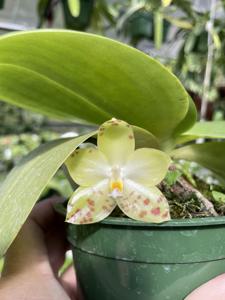 Phalaenopsis Tejas Gremlin