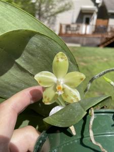 Phalaenopsis Tejas Gremlin