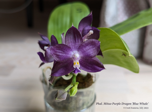 Phalaenopsis Mituo Purple Dragon