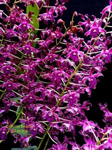 Dendrobium Rums Beauty