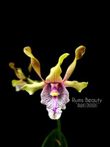 Dendrobium Rums Beauty