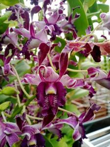 Dendrobium Rums Beauty