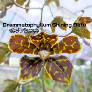 Grammatophyllum Shining Batu