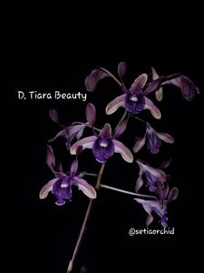 Dendrobium Tiara Beauty