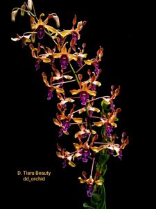 Dendrobium Tiara Beauty