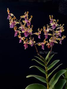 Dendrobium Tiara Beauty