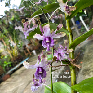 Dendrobium Tiara Beauty