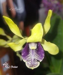 Dendrobium Tiara Beauty