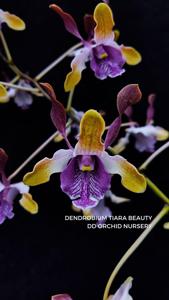 Dendrobium Tiara Beauty