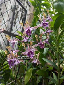 Dendrobium Tiara Beauty