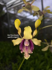 Dendrobium Tiara Beauty