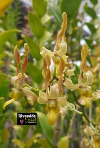 Dendrobium Azka Beauty