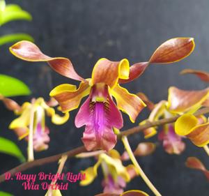 Dendrobium Rayy Bright Light