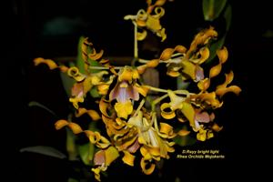 Dendrobium Rayy Bright Light