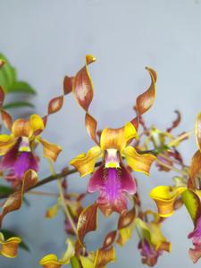 Dendrobium Rayy Bright Light