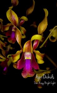 Dendrobium Rayy Bright Light