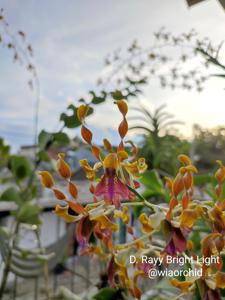 Dendrobium Rayy Bright Light