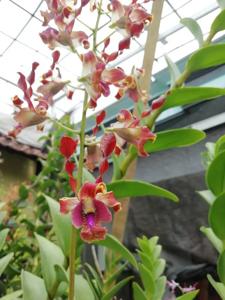 Dendrobium Rayy Bright Light