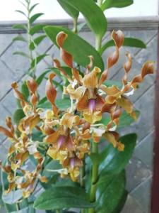 Dendrobium Rayy Bright Light