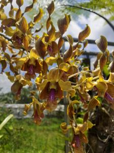 Dendrobium Rayy Bright Light