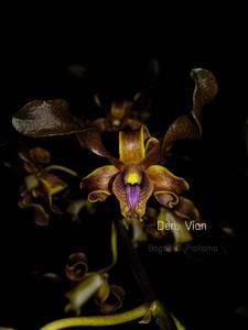 Dendrobium Vian