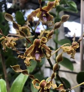 Dendrobium Vian