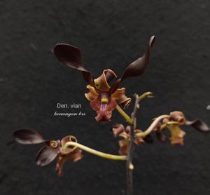 Dendrobium Vian