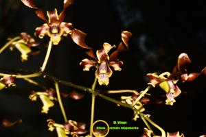 Dendrobium Vian