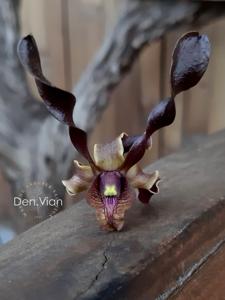 Dendrobium Vian