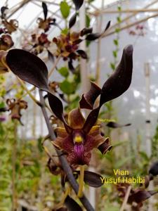 Dendrobium Vian