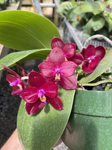 Phalaenopsis Mituo Cherry