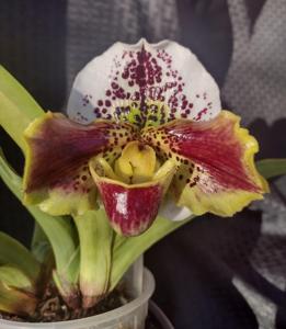 Paphiopedilum Tommy Egger