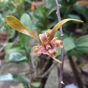 Dendrobium Clairyne Beauty