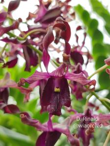 Dendrobium Rinaldi