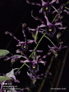 Dendrobium Rinaldi