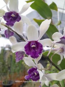 Dendrobium Drg Hedy