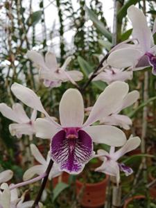 Dendrobium Drg Hedy